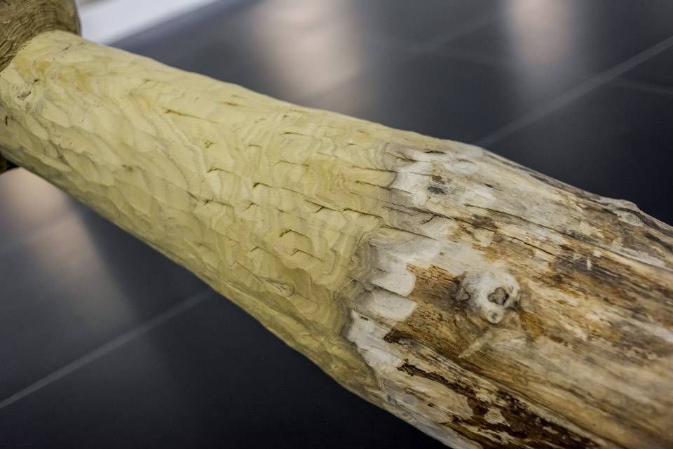 49020203 Pilon Dibwa